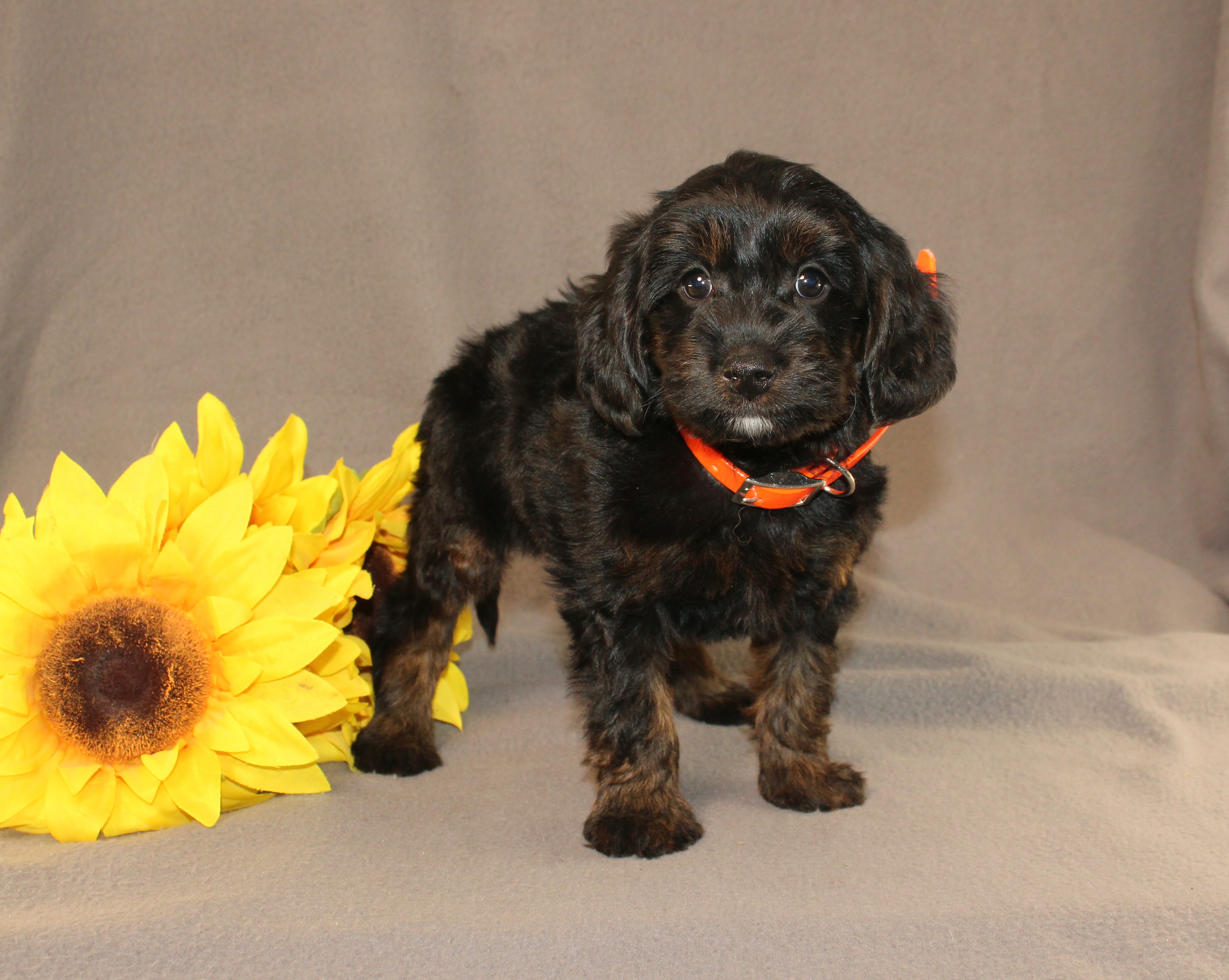 puppy, for, sale, Mini Cavagoldendoodle, Ivan J. Stoltzfus, dog, breeder, Dornsife, PA, dog-breeder, puppy-for-sale, forsale, nearby, find, puppyfind, locator, puppylocator, aca